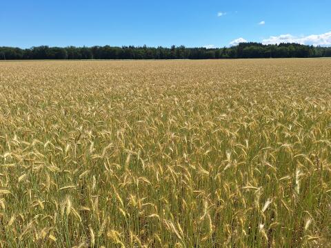 Bio Triticale