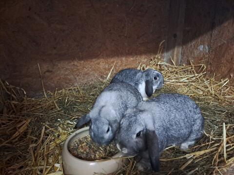 Zwergwidder und Meerschweinchen