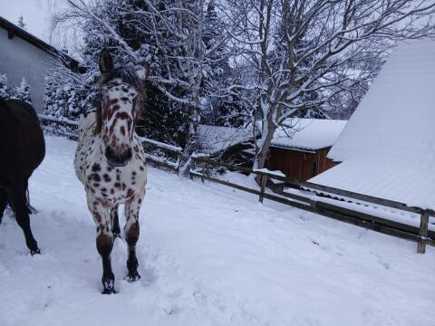 Tiger Jährlingshengst