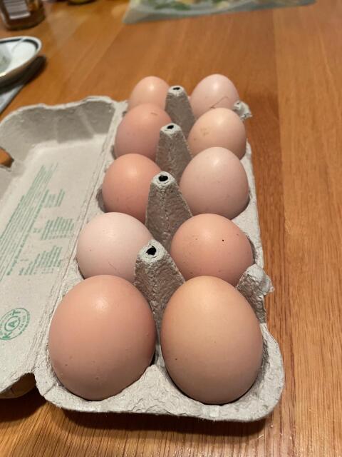 Bruteier der Sundheimer Hühner