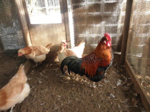 Sulmtalerhühner gold-weizenfarbig