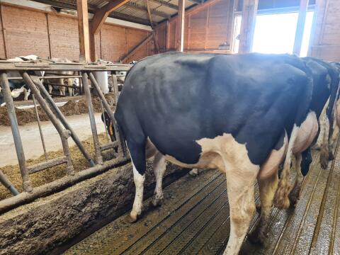 Verkauf Holstein Färse tragend