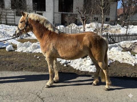 Haflingerwallach Santino