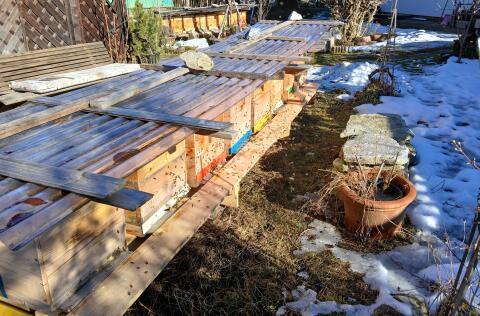 Bienen 'Carnica' Jungvölker, EHM, standbeg., Gesundheitsz.