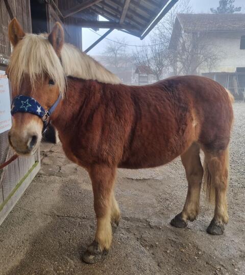 Haflinger Wallach