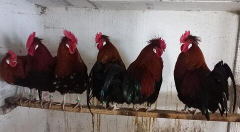 Altsteirer-Junghähne