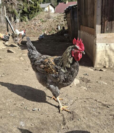 Junger Hahn, Junghähne