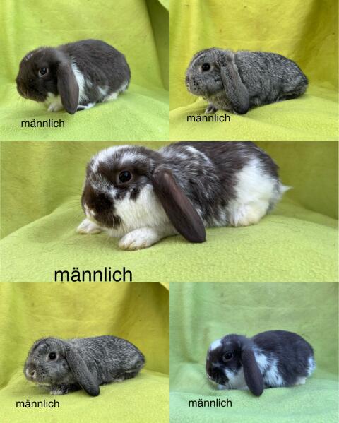 Miniloops von der Birkenallee