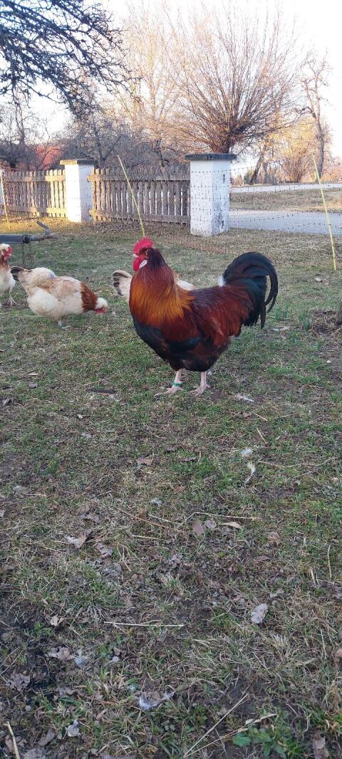 Sulmtaler Hahn von 2025