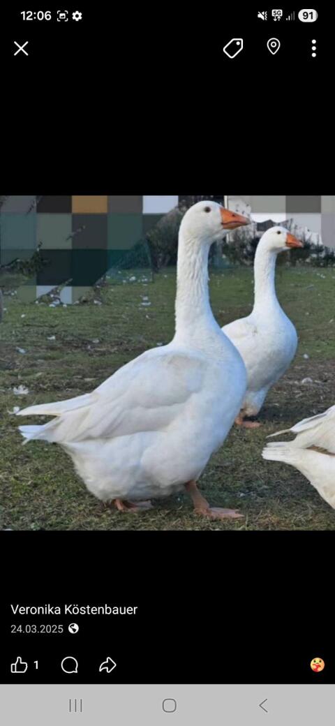 Gans Ei und Hühner Ei