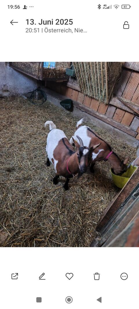 Zwergziegen-Pärchen