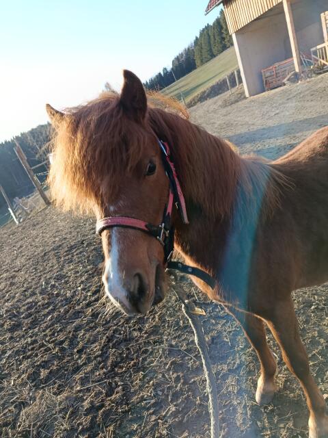 Welsh A Jährlings-Stute