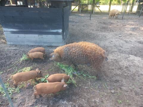 Mangalitza-Mastschweine