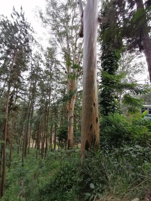 Brennholz