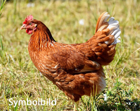 Legehennen braun, 1 Jahr abzugeben (10 Stk.)
