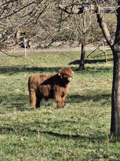 Highland Jungbullen