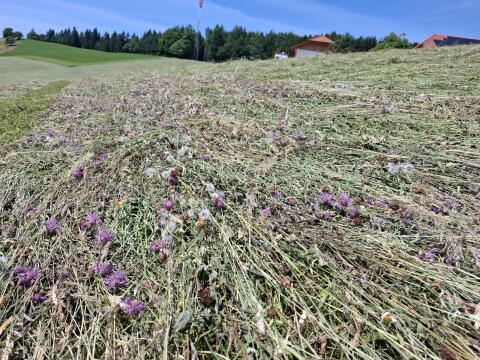 Heuballen 1. Schnitt