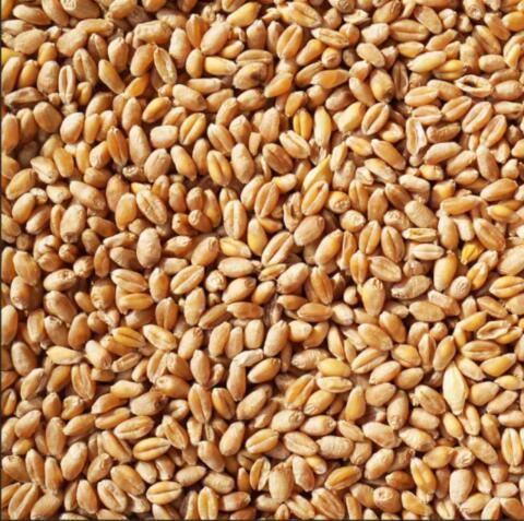 Futterweizen zu verkaufen