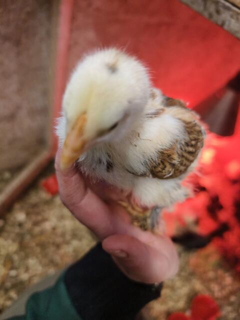 Brahma