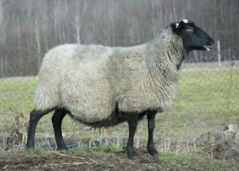 Suche Romanov Schafe