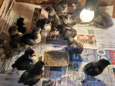 Küken - Reinrassig Araucaner/Maran