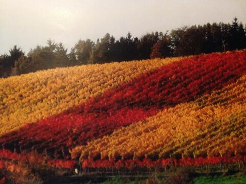 Weingarten Nähe Feldbach/Kornberg zu verpachten