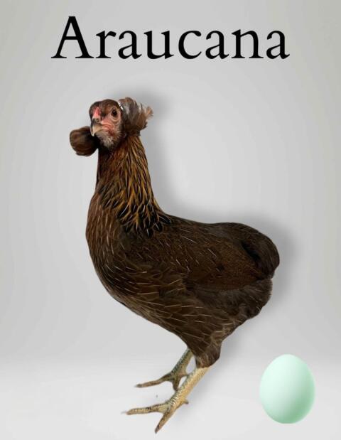 Hühner, Rassehühner, Brahma, Lachshuhn, Wyandotte, Marans