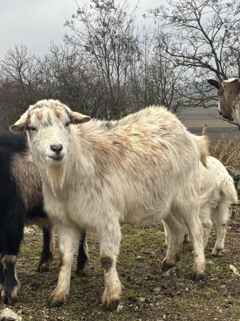 5 Ziegen