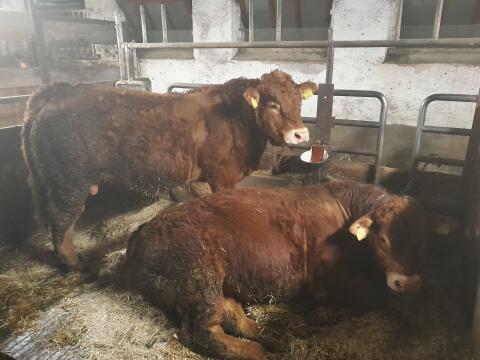 Verkaufe hornlosen reinrassigen Limousinzuchtstier BIO