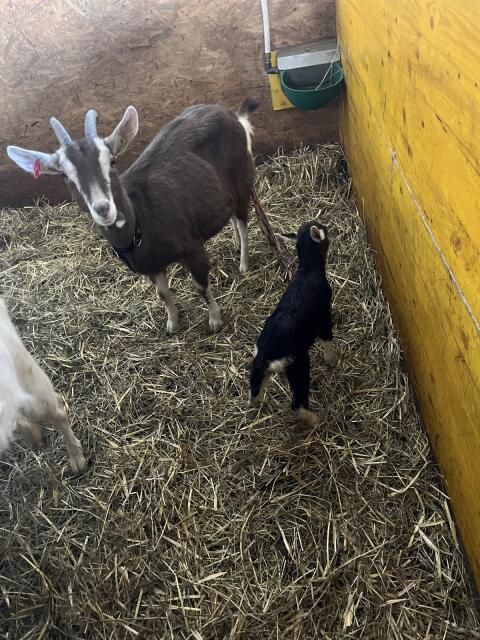 Junge Strahlenziegen