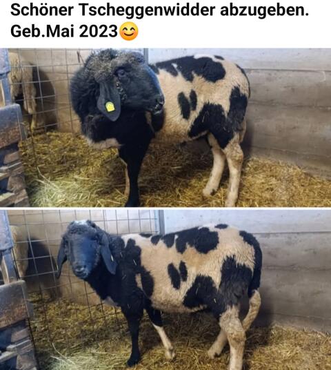 Tschechen Widder