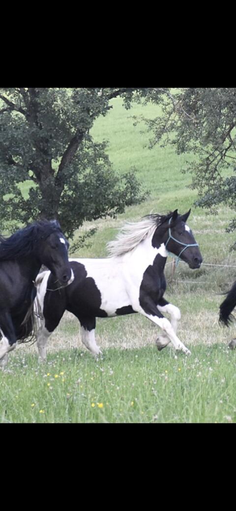 3-jährige Noriker-Scheckstute