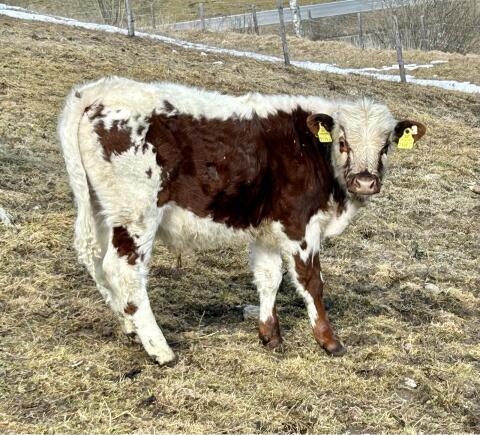 Bio Pustertaler Stier