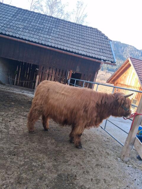 Hochlandrind Bio Kalbin