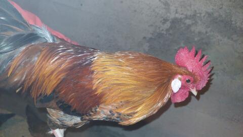 Steinpiperl-Hähne und Mischlinge