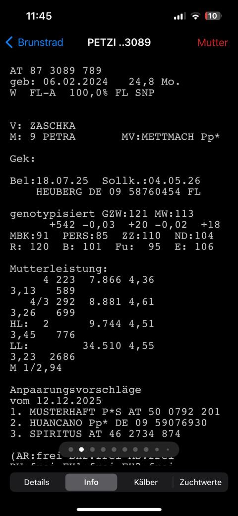 Verkaufe hochträchtige Fleckvieh Zucht Kalbin
