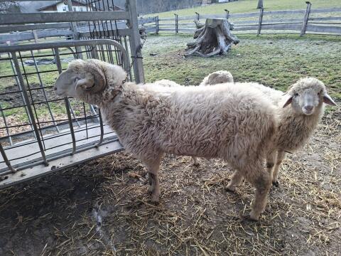 Weißer Steinschafwidder