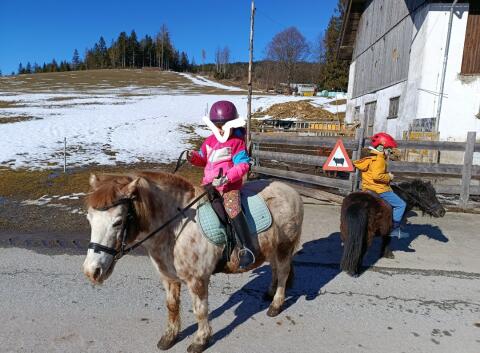 Pony Stute