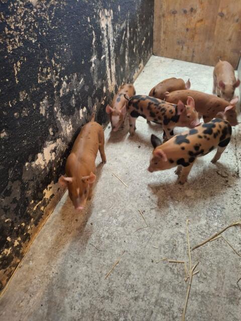 Verkaufen Berkshire/Pitrain x Duroc Ferkel