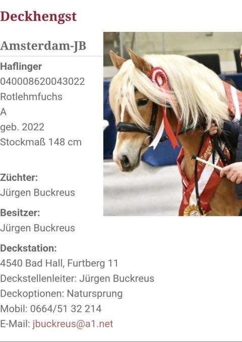Haflinger Deckhengst Amsterdam-JB
