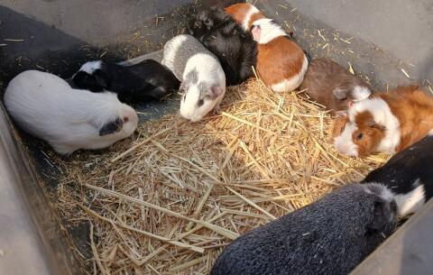 Meerschweinchen für Liebhaber