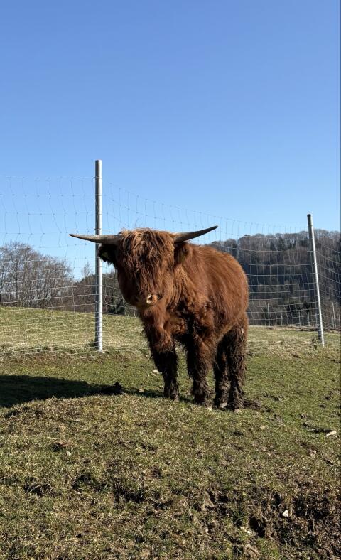 Hochlandrind-Stier zu verkaufen