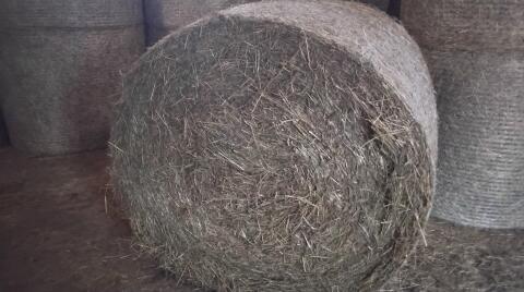 Heuballen Ernte 2025 Gmunden am Traunsee Silageballen