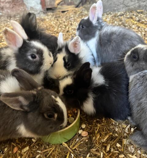 Zwerghasen Löwenkopf