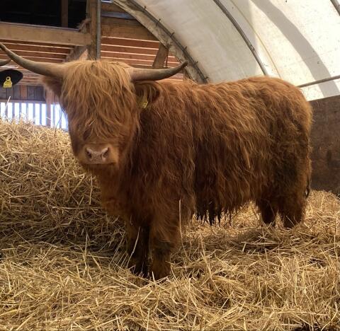 Hochlandrinder Kalbin Bio