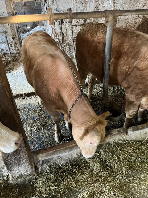 Blonde Aquitaine Zuchtstier