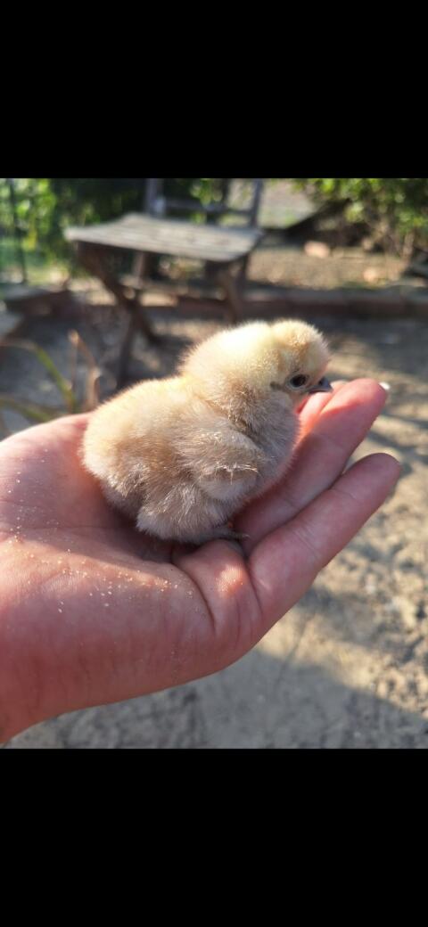 Bruteier Seidenhuhn