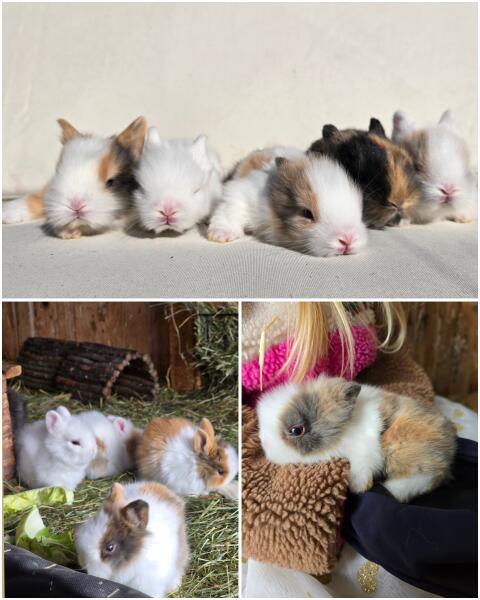 Löwenkopf Zwergkaninchen
