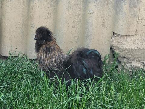 Ich suche Seidenhühner