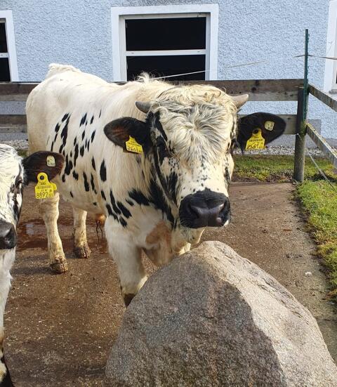 Pustertaler Sprinzen Stier